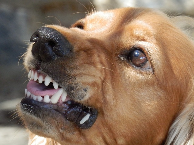 dog baring teeth
